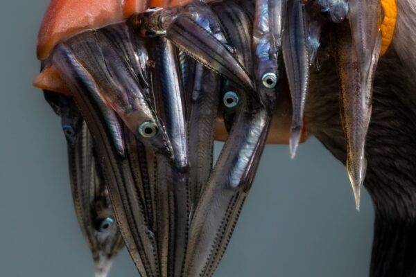 Sand eels in the bill