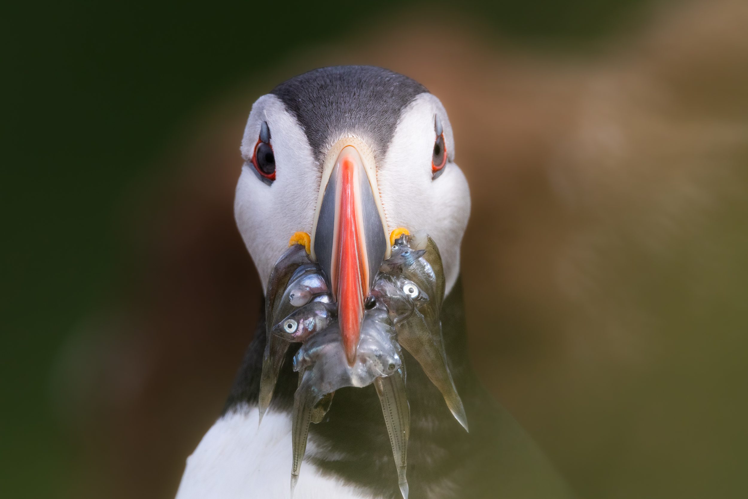 5 Tips on How To Get The Best Puffin Photographs