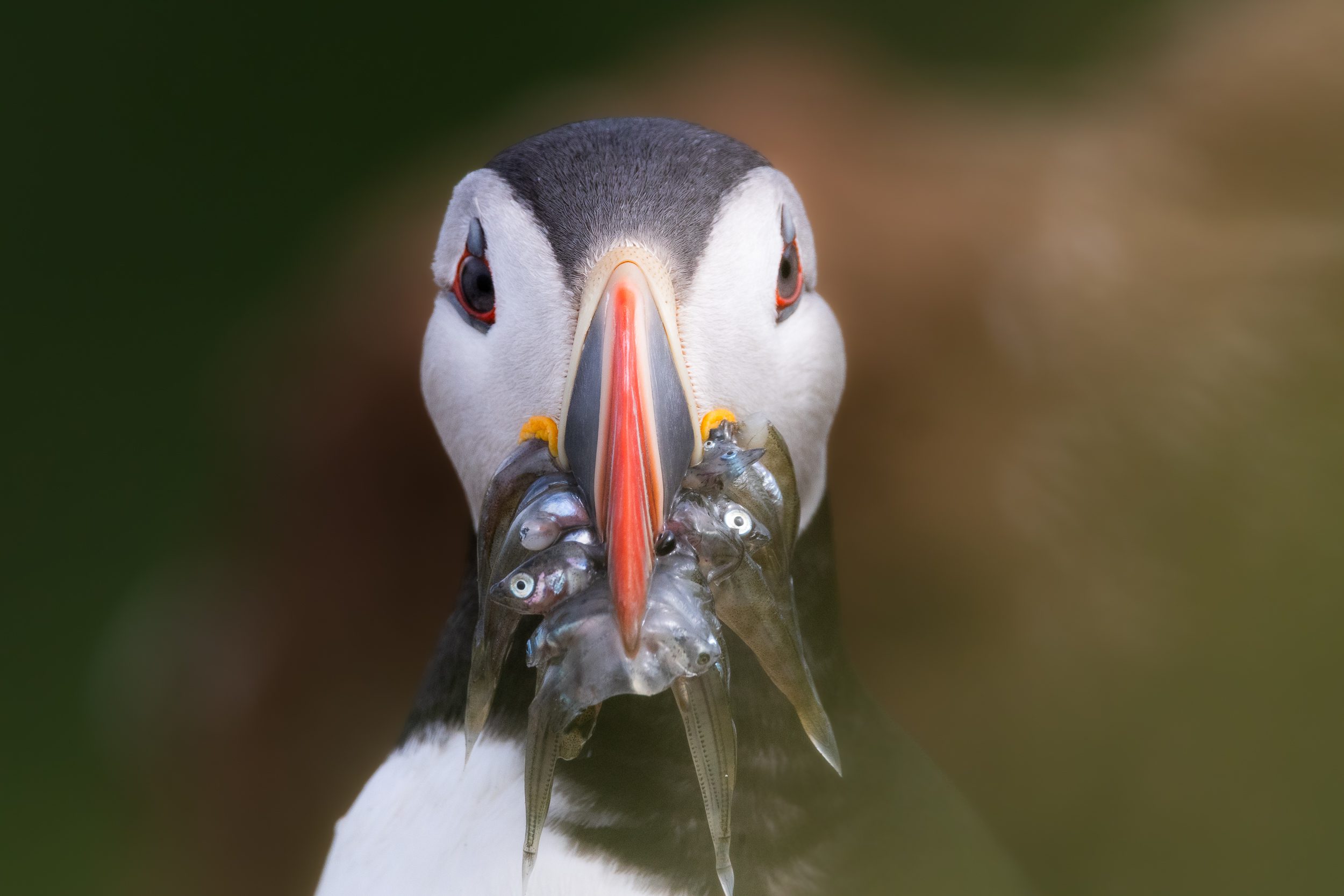 6 Tips To Improve Your Puffin (and Bird) Photographs