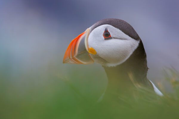5 Tips To Improve Your Puffin Photographs