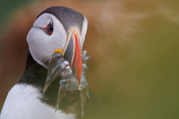 5 Tips To Improve Your Puffin Photographs
