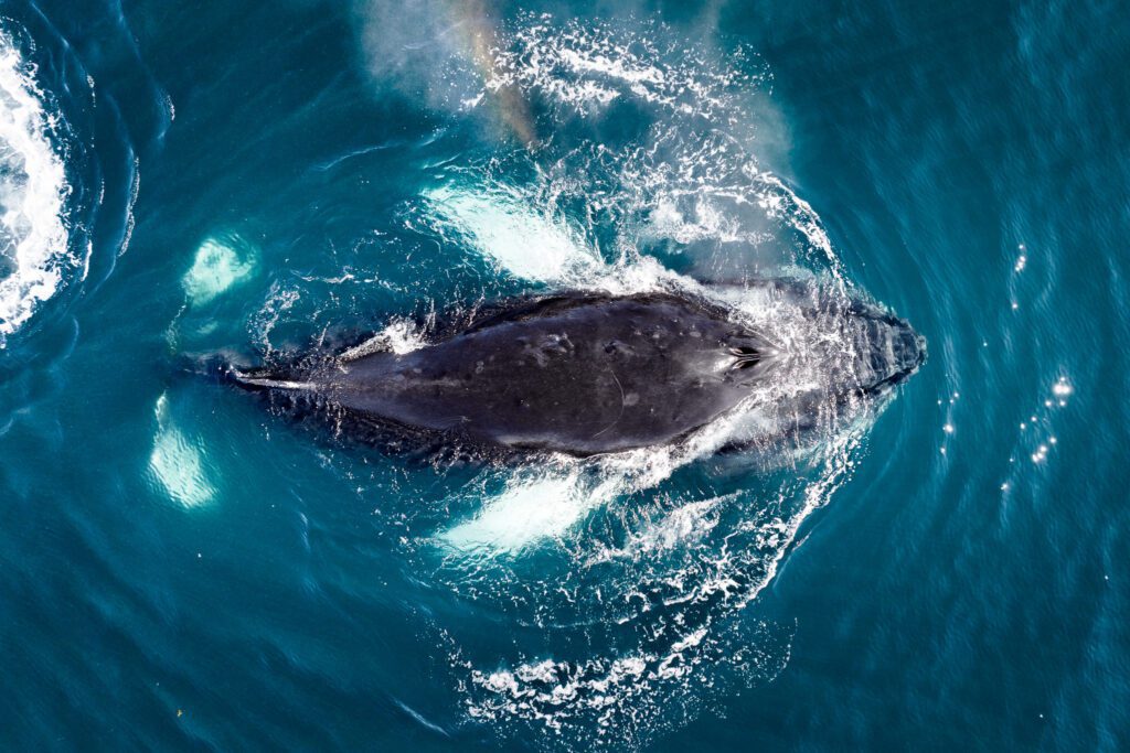 West Greenland 2024 (with Mads Peter Iversen) Photo Workshop