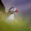 Why This Is The Best Location To Photograph Puffins in Iceland