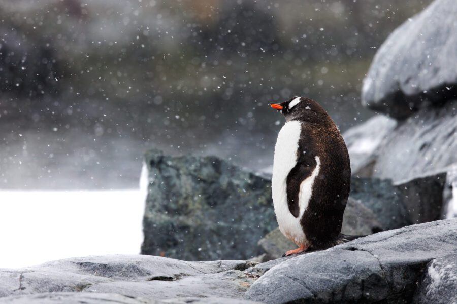 Antarctica