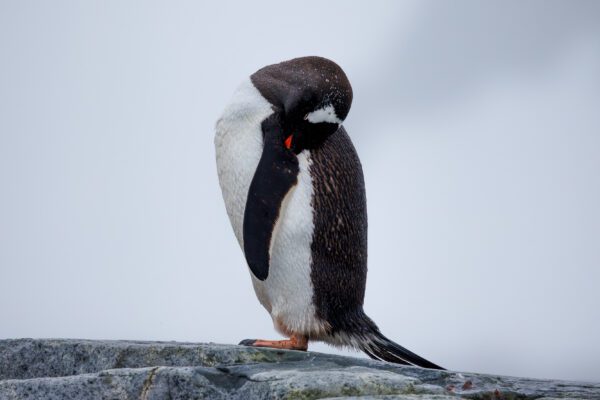 Antarctica: Photography At The Edge Of The World (Part 2)