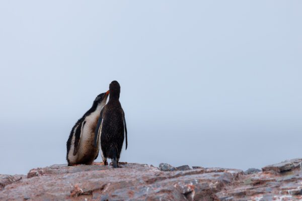 Antarctica: Photography At The Edge Of The World (Part 2)