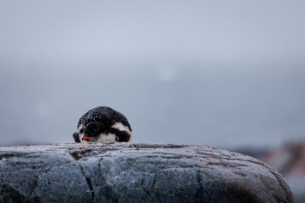 Antarctica: Photography At The Edge Of The World (Part 2)