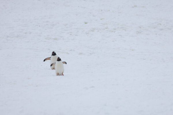Antarctica: Photography At The Edge Of The World (Part 2)