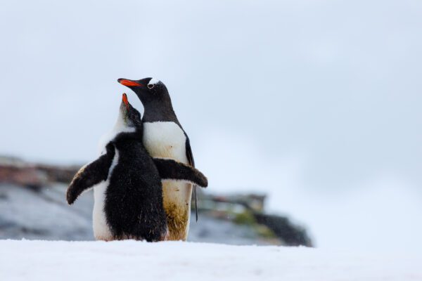 Antarctica: Photography At The Edge Of The World (Part 2)