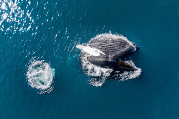 FEP Awards 2024 - Sixth Place in 'Nature'!