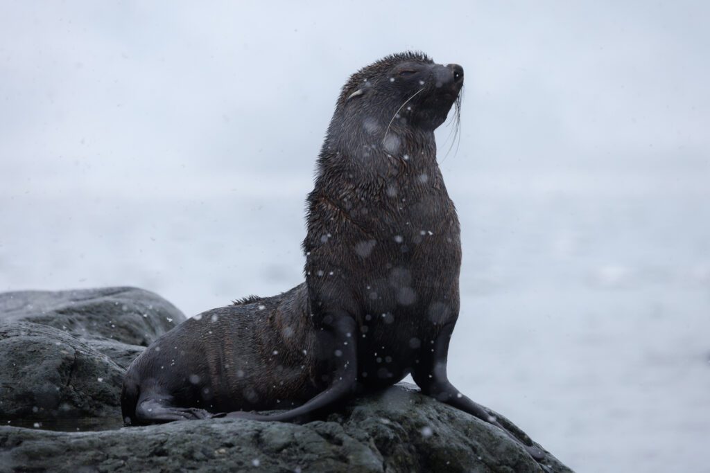 A male fur seal posing for our zodiac.