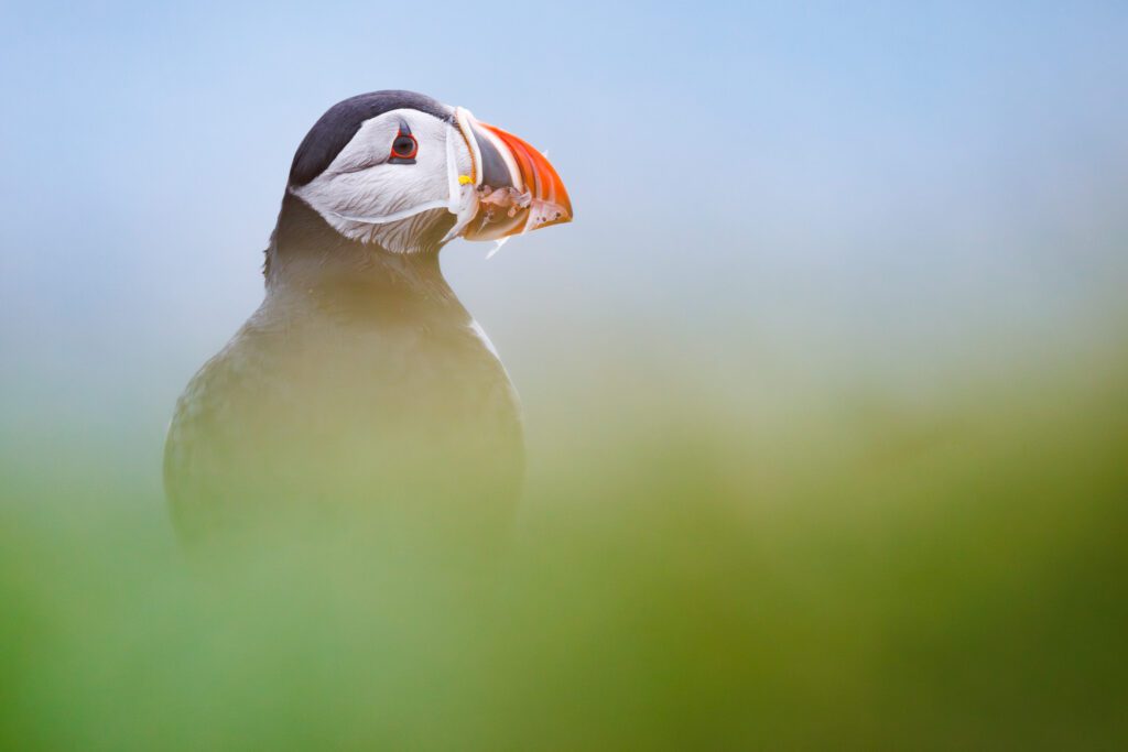 Photo Workshop Report: Puffins In The Midnight Sun 2024