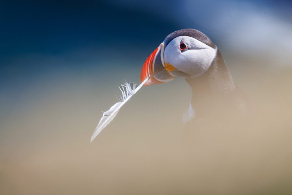 Photo Workshop Report: Puffins In The Midnight Sun 2024