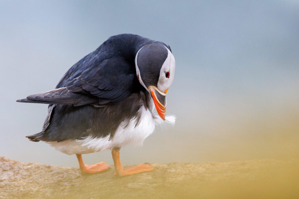 Photo Workshop Report: Puffins In The Midnight Sun 2024