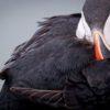 Photo Workshop Report: Puffins In The Midnight Sun 2024