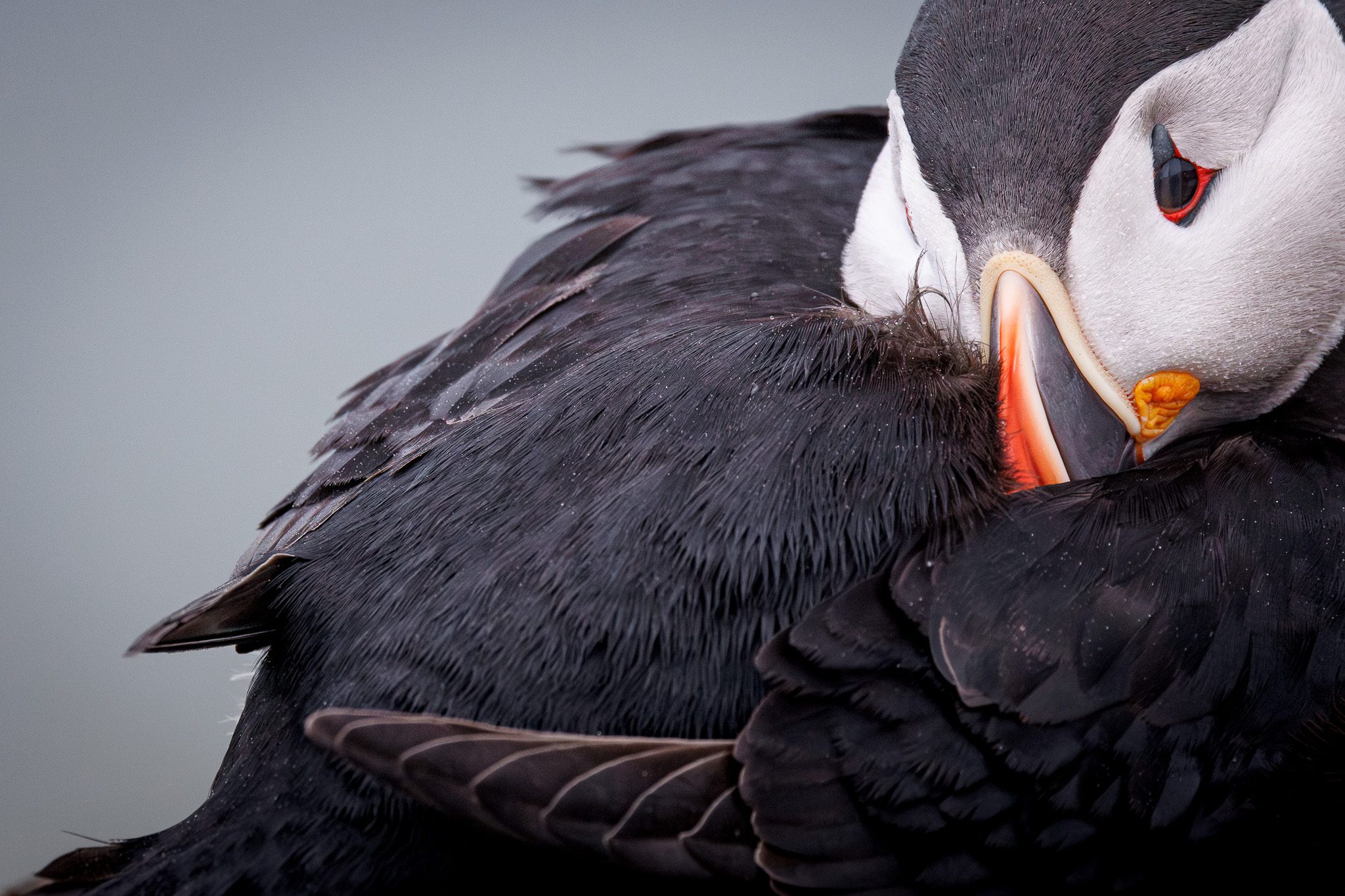 Photo Workshop Report: Puffins In The Midnight Sun 2024