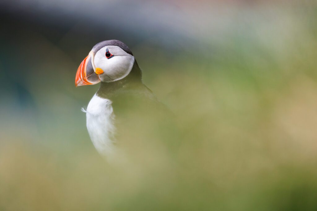 Photo Workshop Report: Puffins In The Midnight Sun 2024