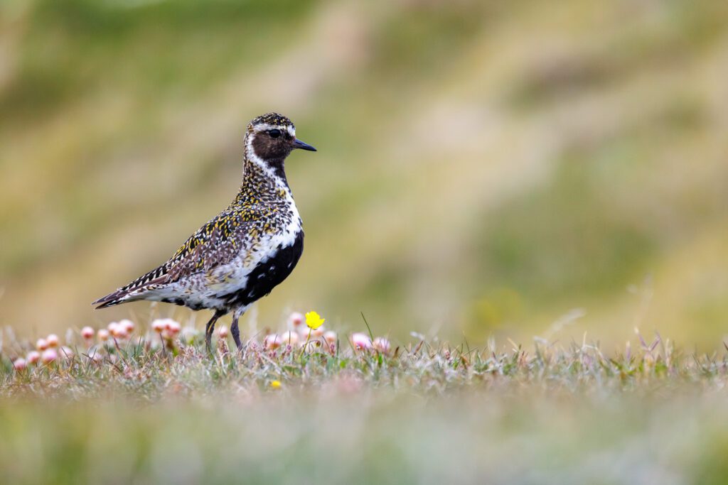 The Canon EOS R5 Mark II should perform even better in keeping focus in challenging situations.