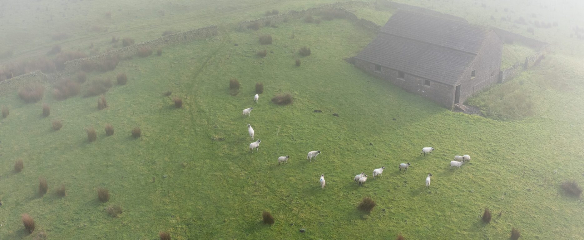 A barn in the Peak District with sheep