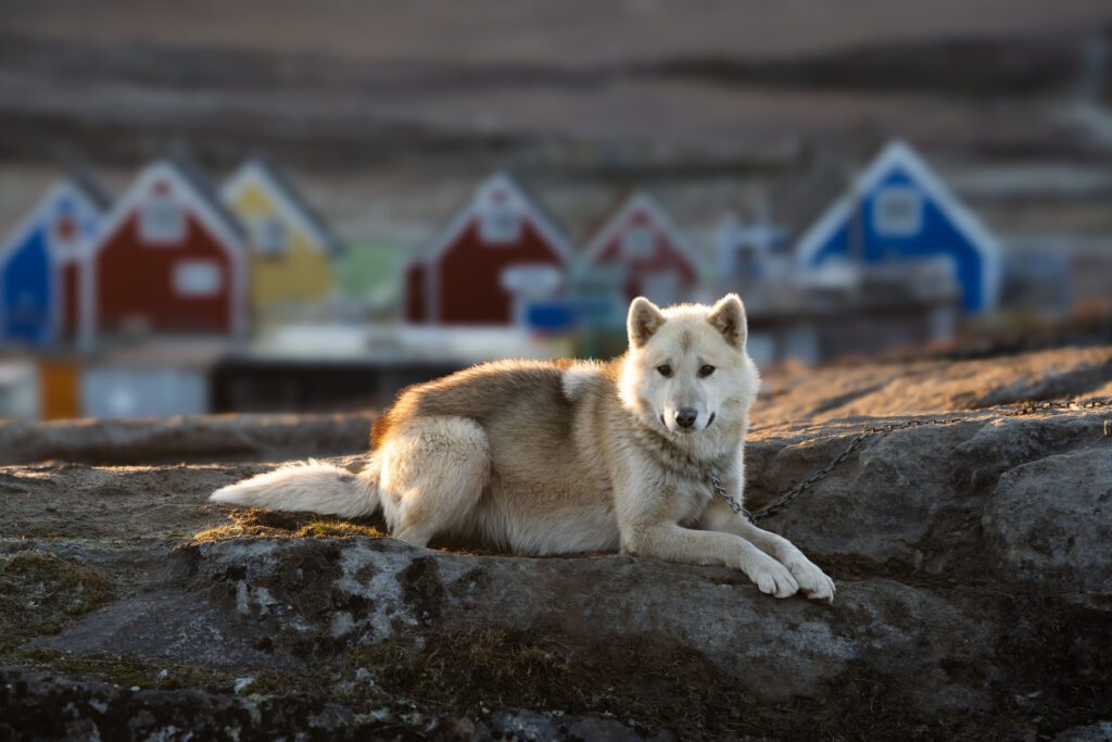 West Greenland 2025 (with Mads Peter Iversen) Photo Workshop