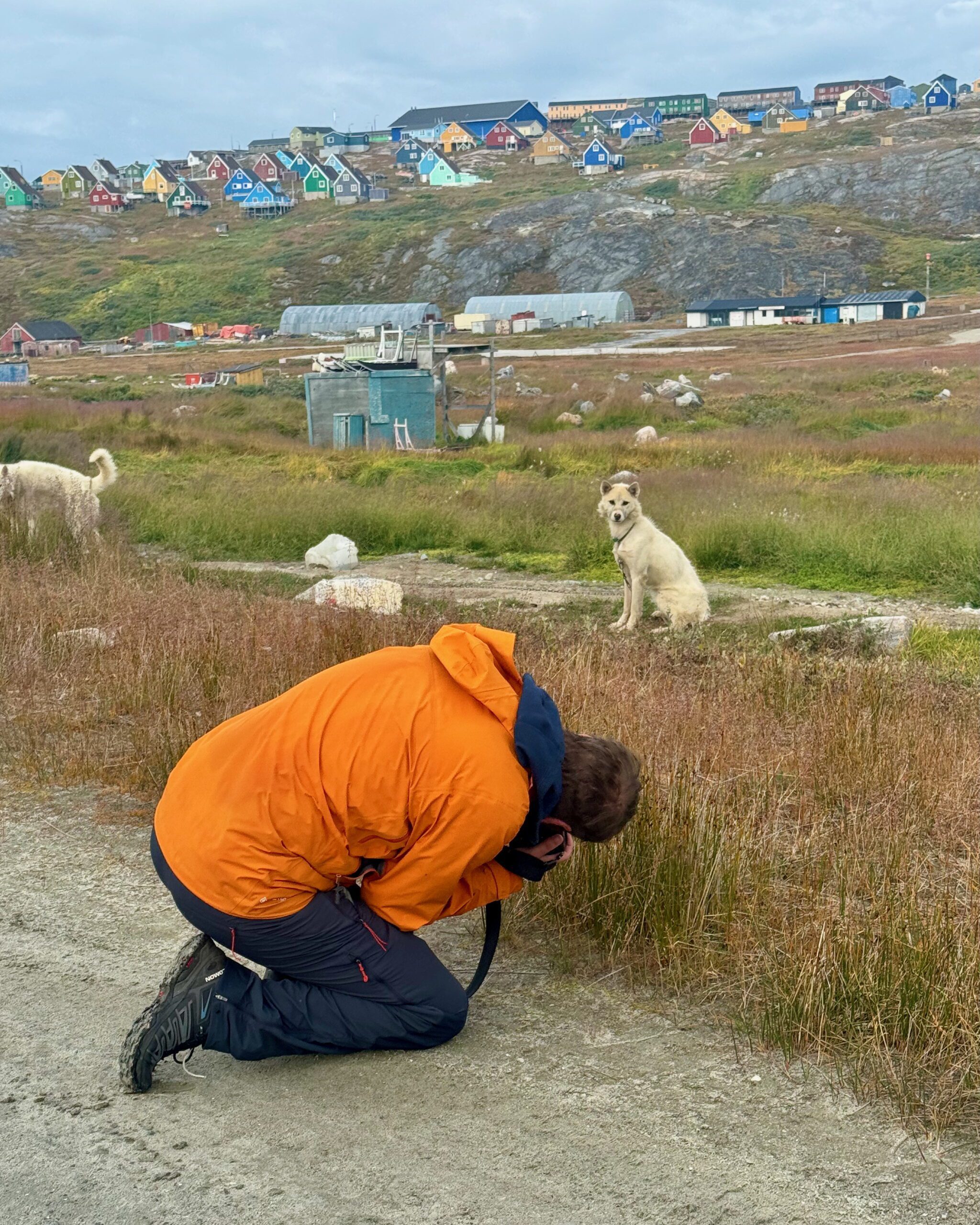 Nigel Danson taking photos of a greenlandic sled-dog