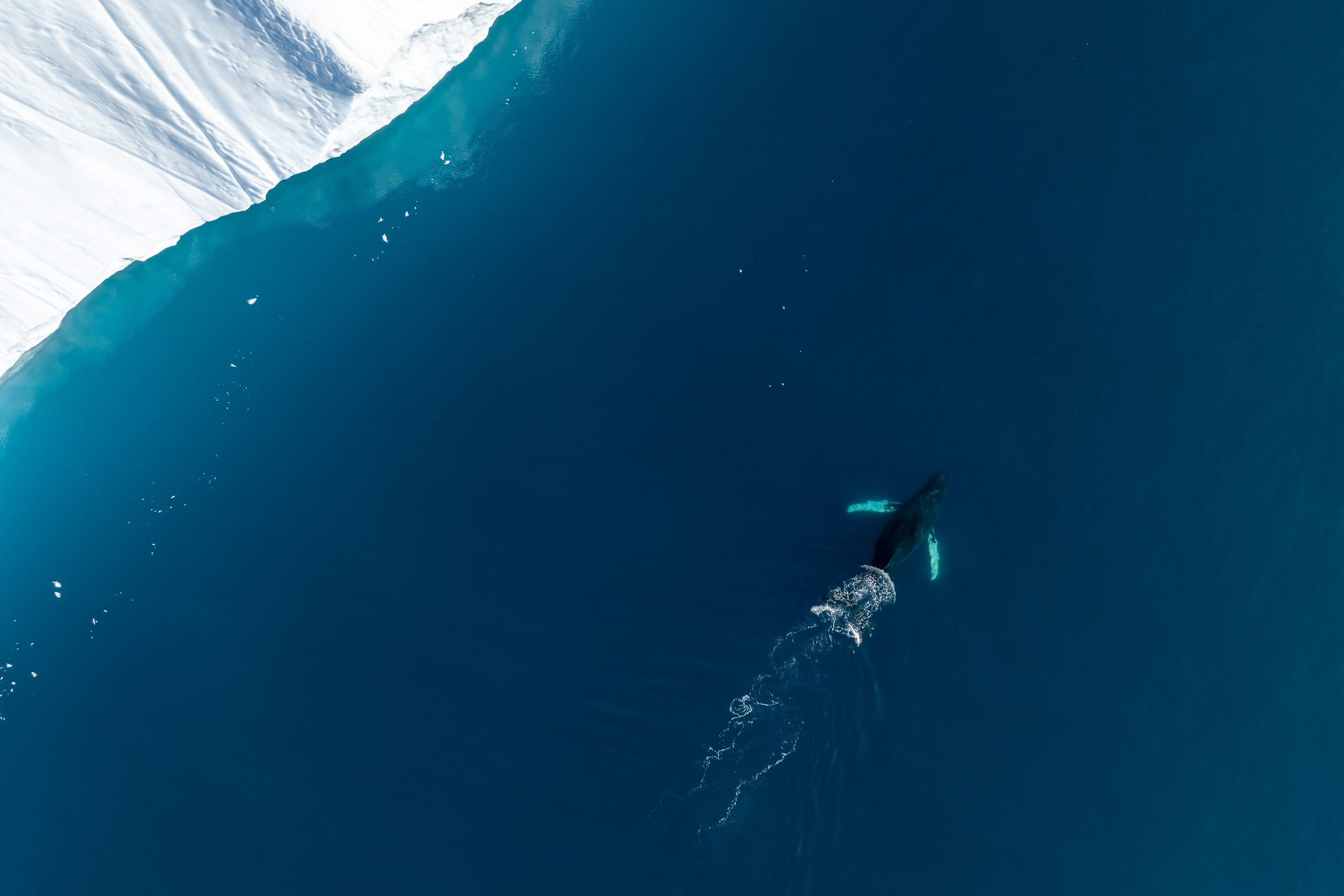 A humpback whale swimming near icebergs in the Icefjord