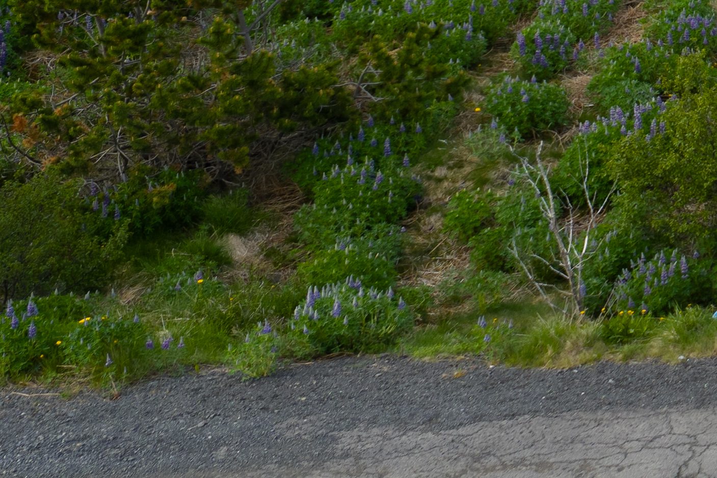 Mavic 4 Pro Vs. Mavic 3 Pro: Compare The RAW Files Yourself!