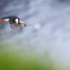 Photographing Puffins Using The Canon RF 100-300mm F2.8 L IS USM