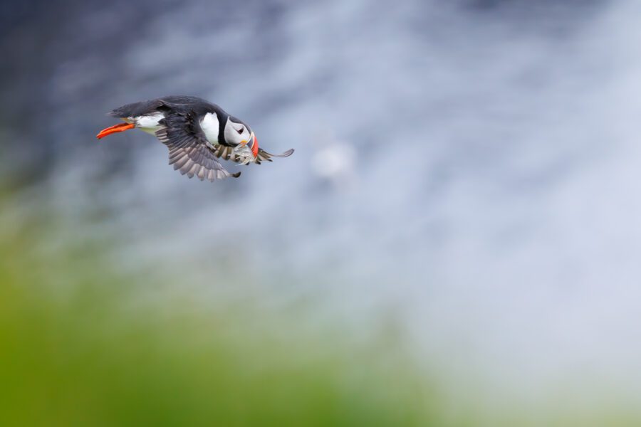 Photographing Puffins Using The Canon RF 100-300mm F2.8 L IS USM