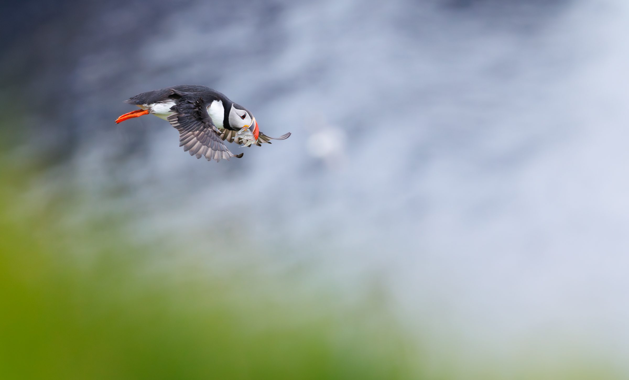 Photographing Puffins Using The Canon RF 100-300mm F2.8 L IS USM