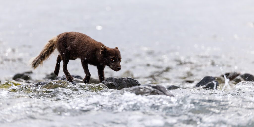 Arctic Foxes in Hornstrandir 2026