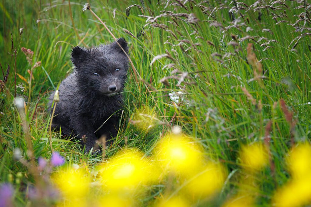 Arctic Foxes in Hornstrandir 2026