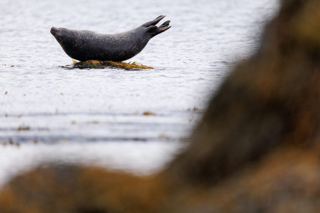 Arctic Foxes in Hornstrandir 2026