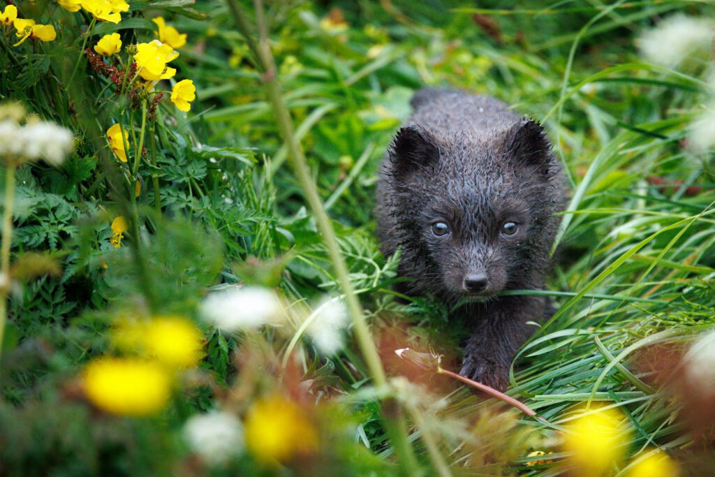 Arctic Foxes in Hornstrandir 2026