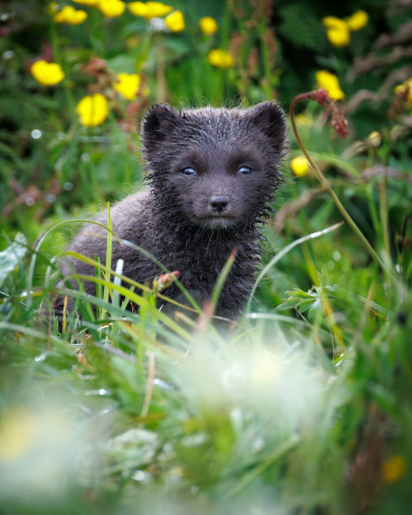 Arctic Foxes in Hornstrandir 2026