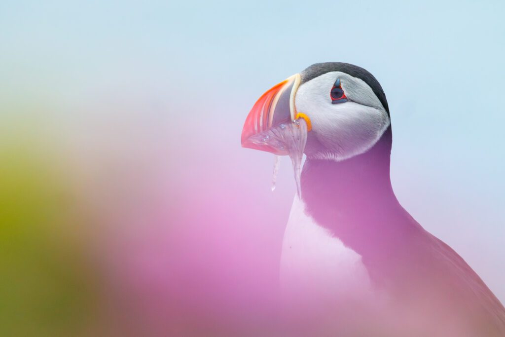 A puffin with sand eels sitting between flowers