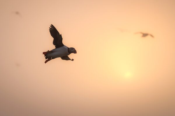 The silhouette of a puffin in heavy fog