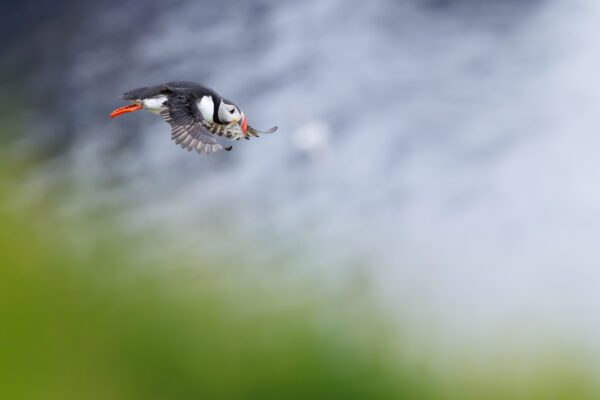 Photographing Puffins Using The Canon RF 100-300mm F2.8 L IS USM