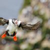 A puffin landing with fish in its bill