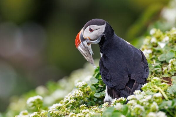 Photographing Puffins Using The Canon RF 100-300mm F2.8 L IS USM