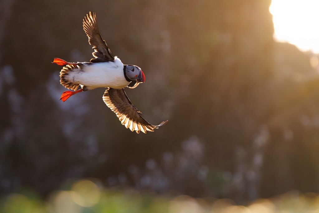A puffin flying against the setting sun