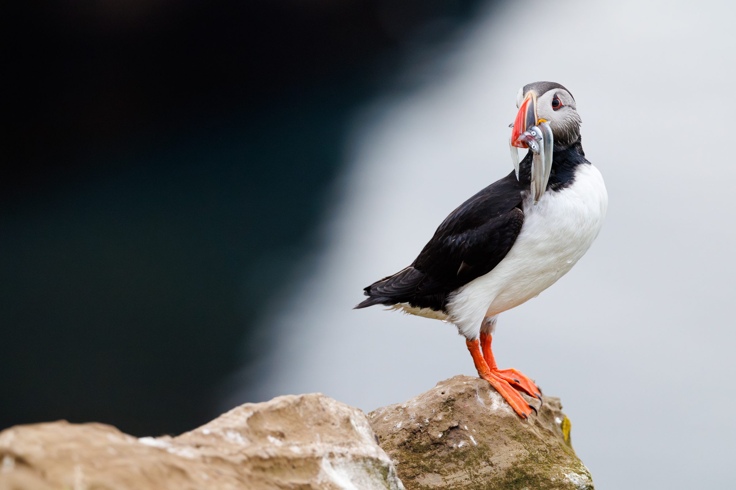 Photographing Puffins Using The Canon RF 100-300mm F2.8 L IS USM