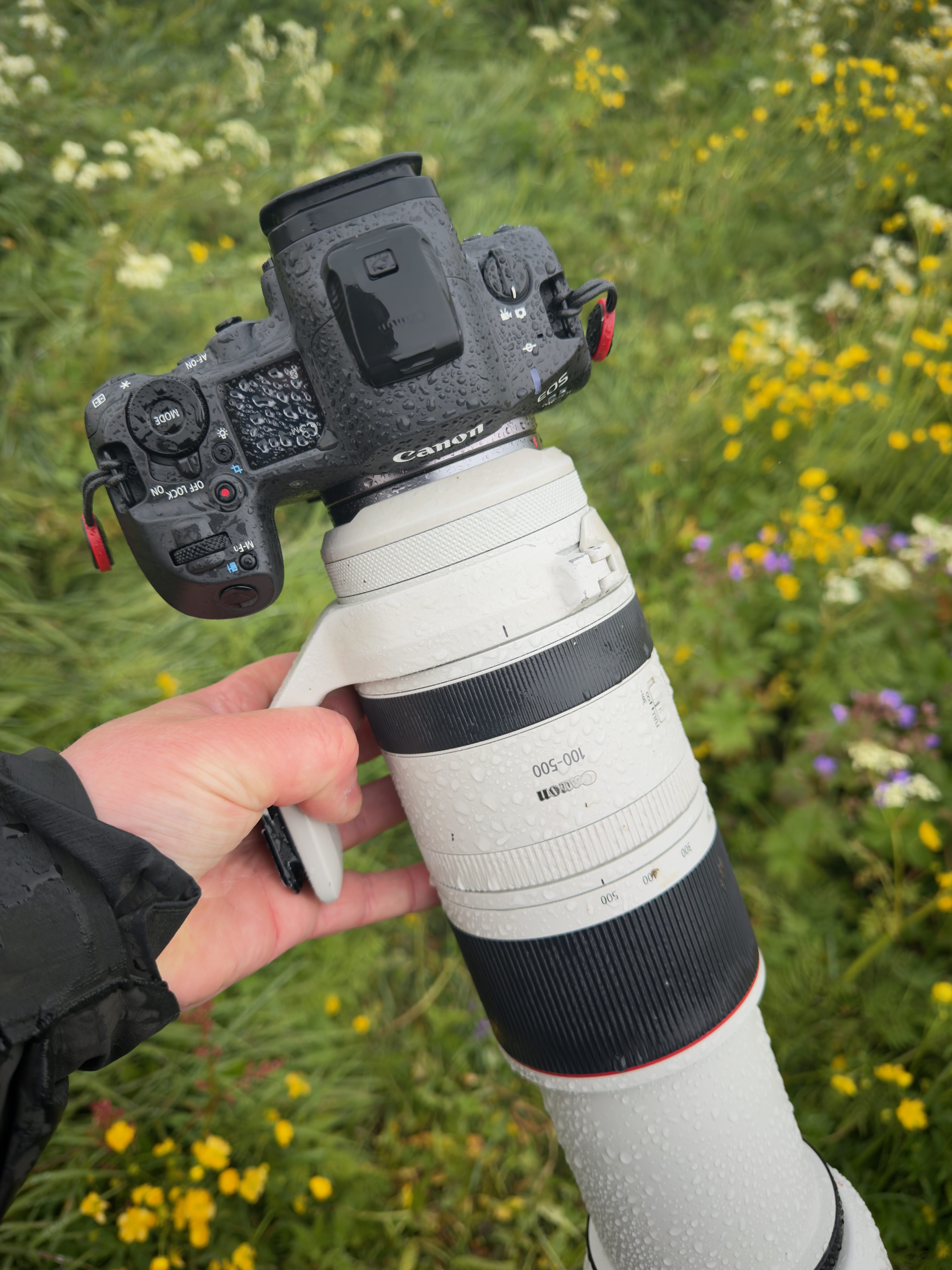 Canon RF 200-800mm F6.3-9 IS USM: Photographing Arctic Foxes