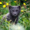 Canon RF 200-800mm F6.3-9 IS USM: Photographing Arctic Foxes