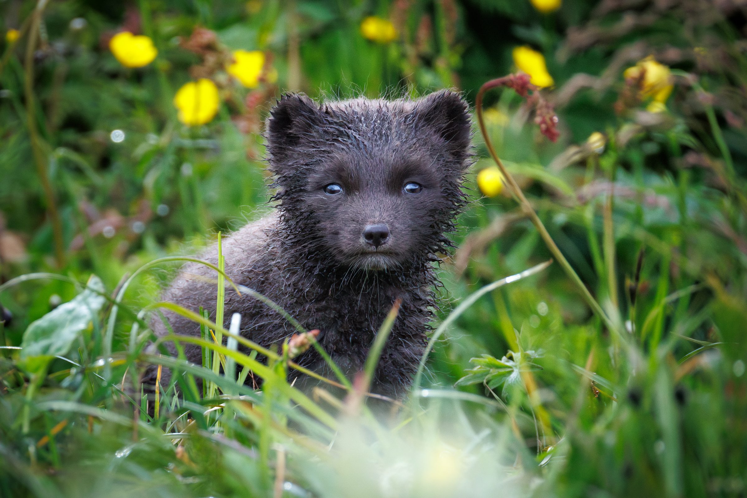Photographing Arctic Foxes With Canon RF 200-800mm F6.3-9 IS USM