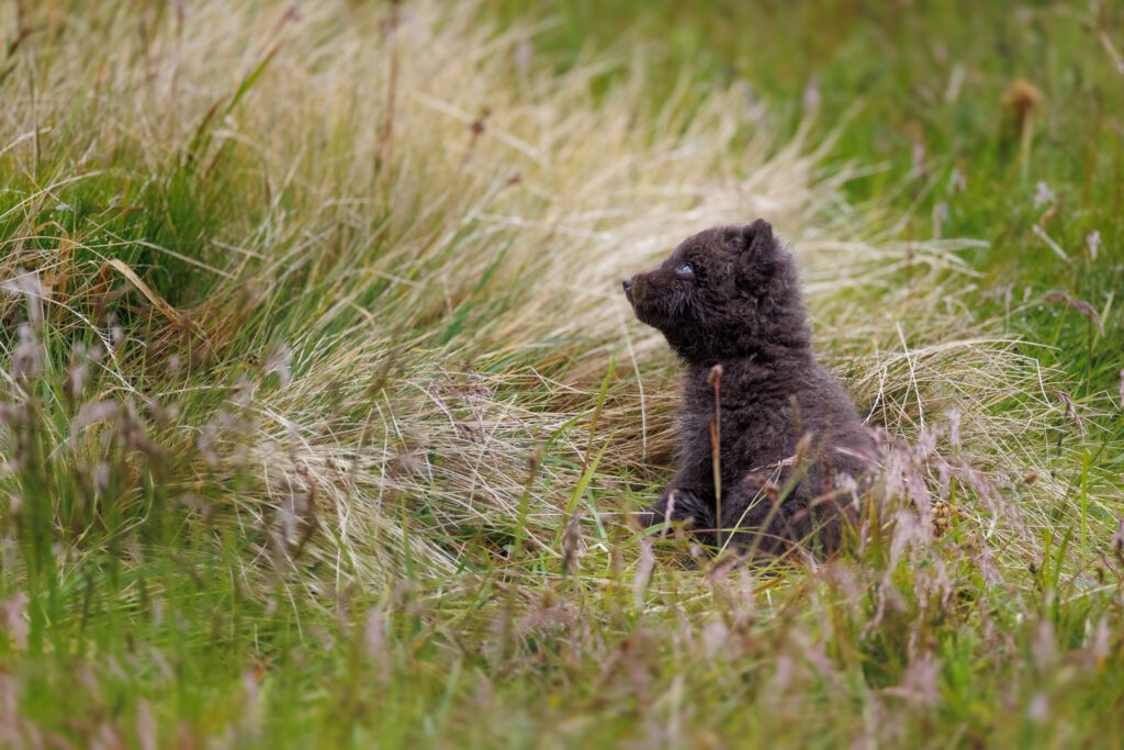 Canon RF 200-800mm F6.3-9 IS USM: Photographing Arctic Foxes