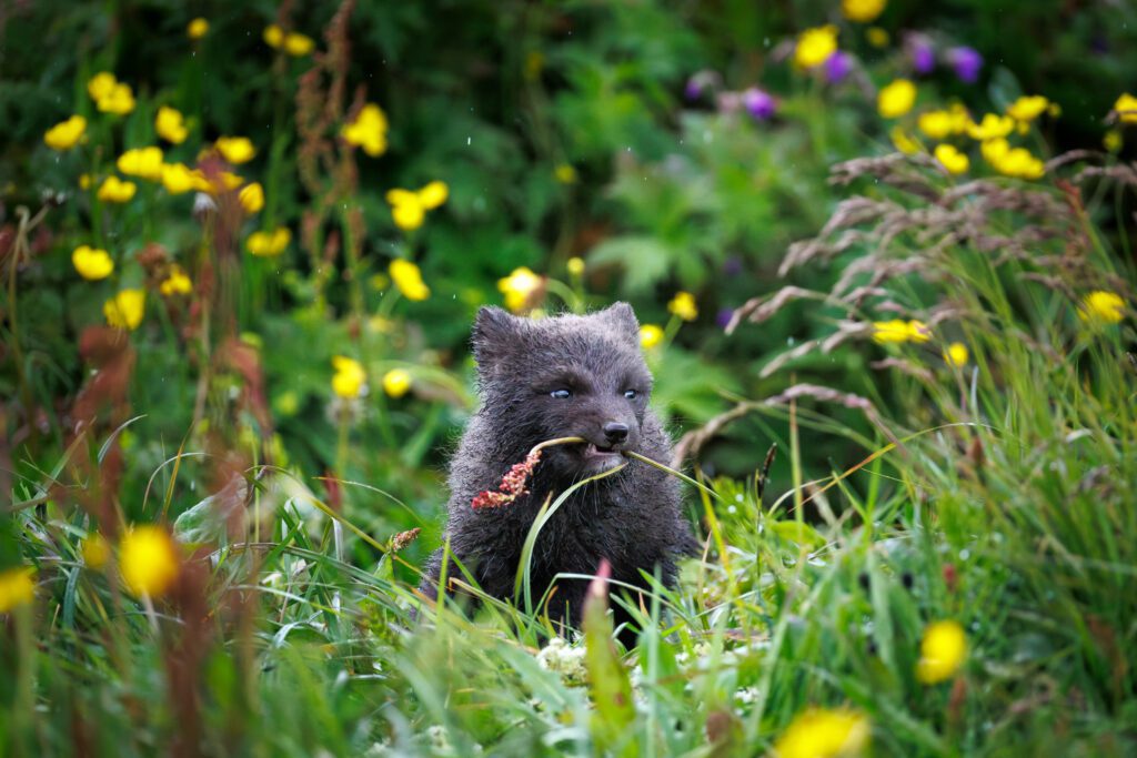 Arctic fox cub among yellow buttercups in the Hornstrandir nature reserve, Iceland.