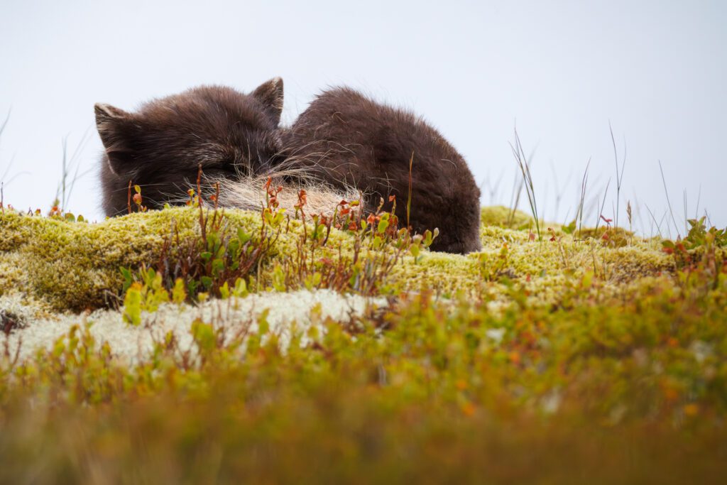 Two arctic fox cubs cuddled together on moss in Hornstrandir, Iceland.