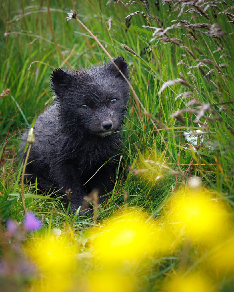 Canon RF 200-800mm F6.3-9 IS USM: Photographing Arctic Foxes