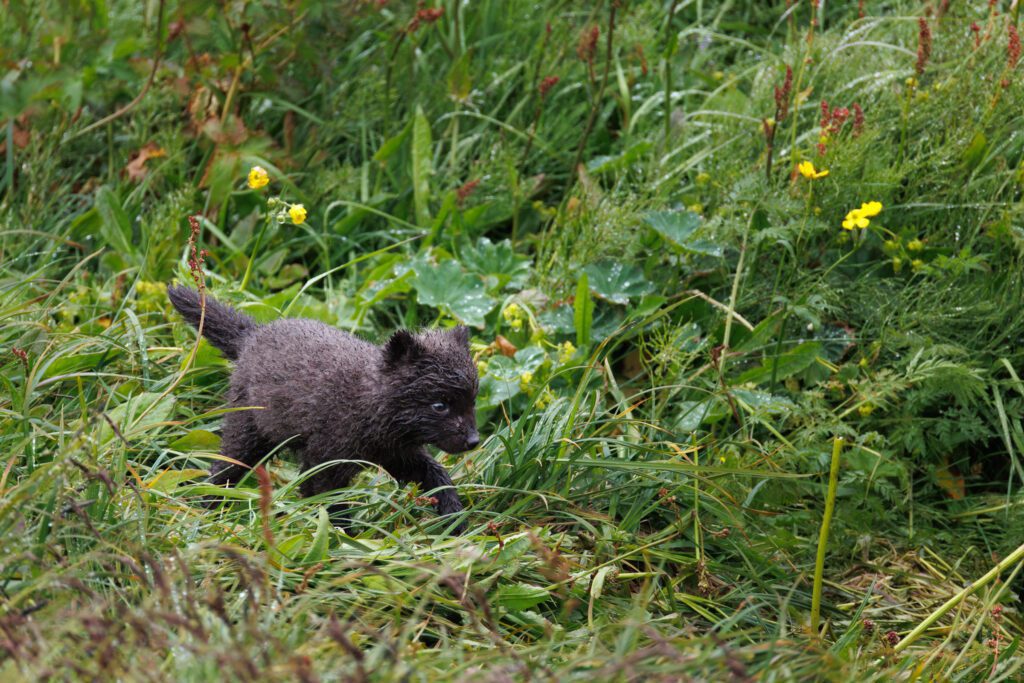 Canon RF 200-800mm F6.3-9 IS USM: Photographing Arctic Foxes